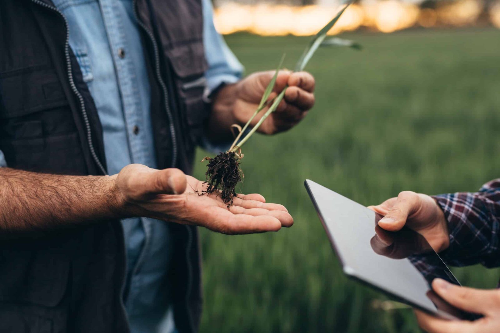 Close,Up,Of,Man,Holding,Wheat,Plant